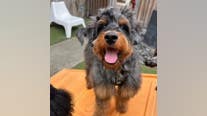 Stolen dog-walking company van with bernedoodle puppy inside recovered, pooch reunites with family