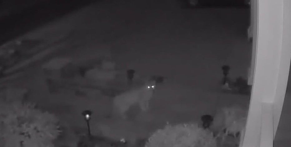 Mountain lion spotted in Livermore neighborhood