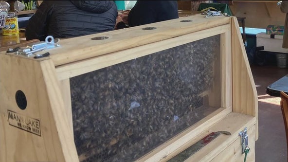 North Oakland beekeeper frustrated after theft of 10,000 honeybees
