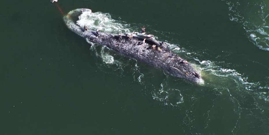 Dead whale near Alameda moved to determine cause of death