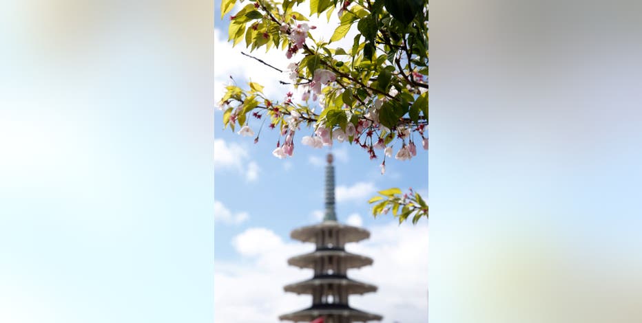 Cherry Blossom festival underway in SF's Japantown