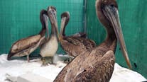 Pelicans are starving and dying along California coastline