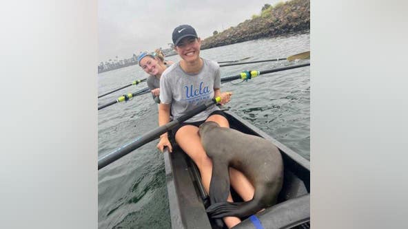 California sea lion hops into UCLA rowers' boat