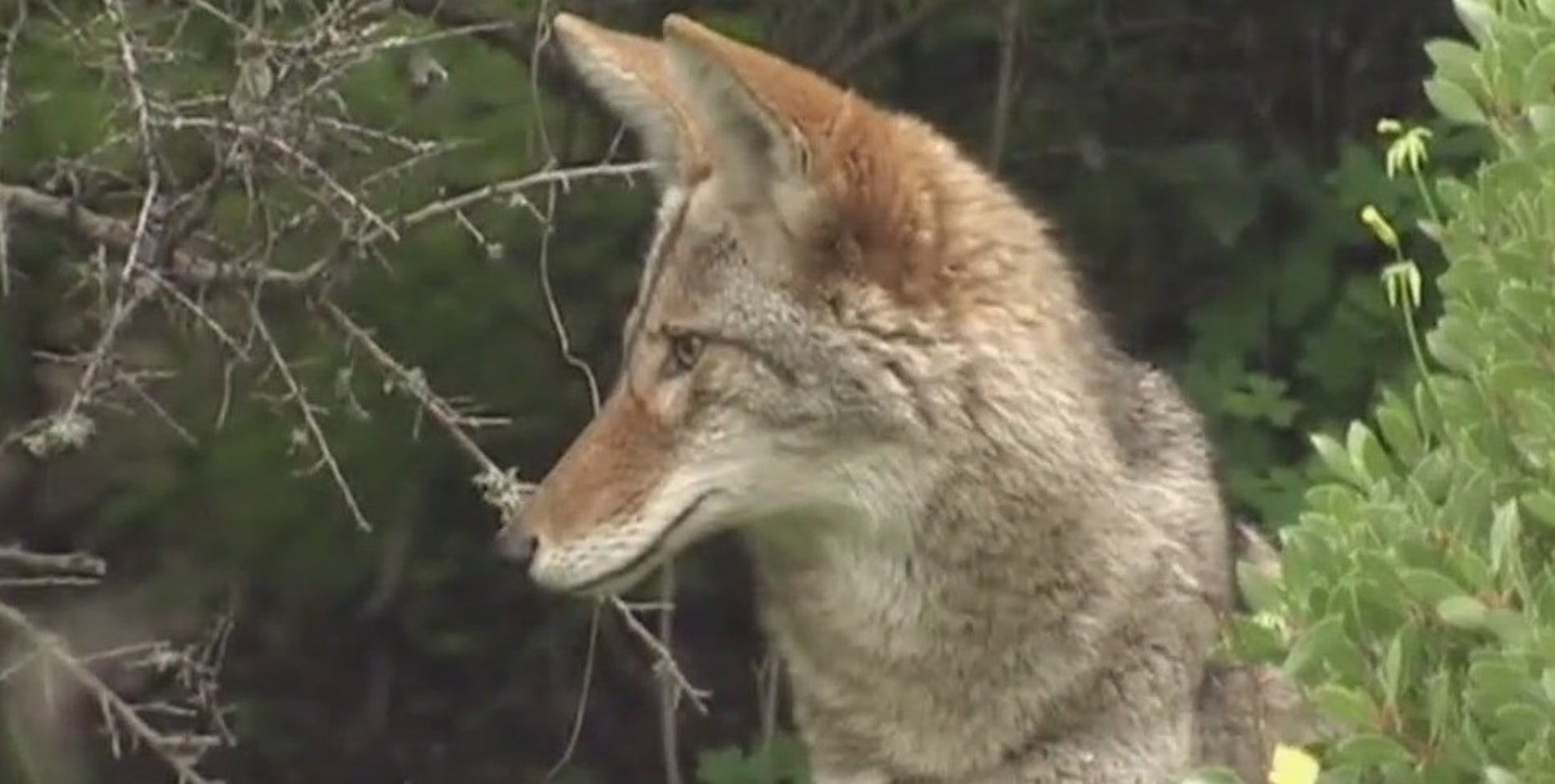 Dogs prohibited from some Presidio trails during coyote pupping season
