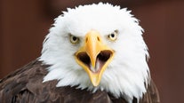 Bald eagle attacks prompt warning from Alaska officials