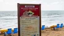 Sharks test positive for cocaine off Brazil's coast