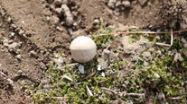 Archeologists unearth musket balls from first battles of Revolutionary War