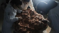 Historic flooding unearths rare dinosaur skeleton in Brazil