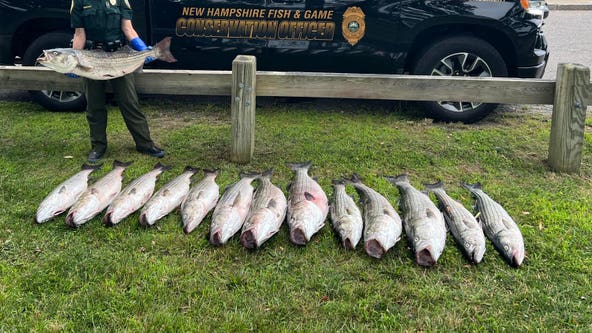 Fisherman arrested after catching 14 oversized fish: 'Caught red-handed'