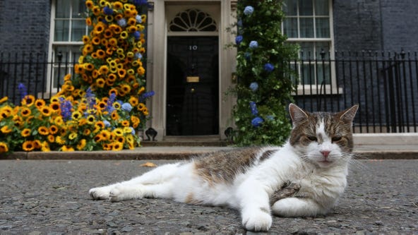 Who is Larry the Cat? Meet the 'chief mouser'