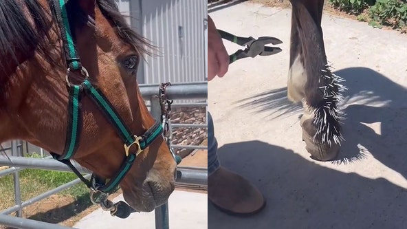 Horse gets needles plucked from leg after kicking porcupine