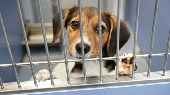 ‘DOGust 1st’ 2024: August 1 is the universal birthday for pets adopted from the shelter