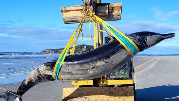 Rare spade-toothed whale may have washed ashore in New Zealand