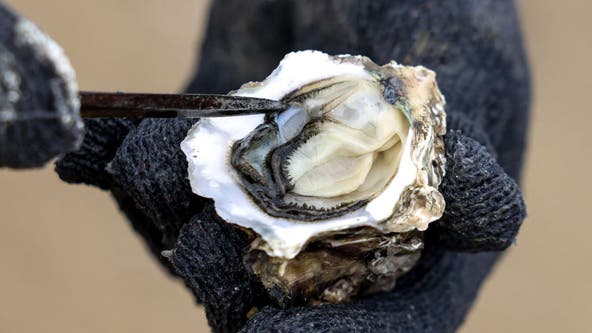 FDA issues warning on oysters potentially contaminated with Campylobacter jejuni