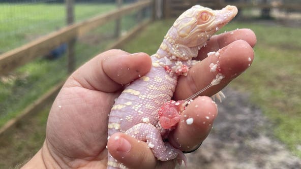 Rare albino alligator hatches in Florida: 'Estimated 100 to 200 in the world'