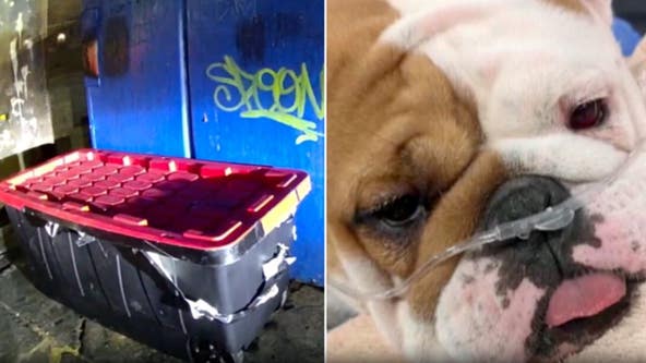 Reward skyrockets after bulldog left to die in taped container as Las Vegas temps reach near 100 degrees