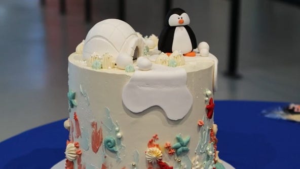 Australia aquarium hosts adorable gender-reveal party for penguin chick