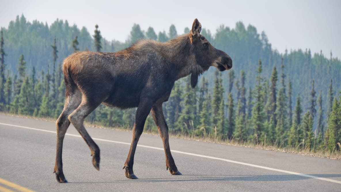 Denali moose crash: 24-year-old driver killed