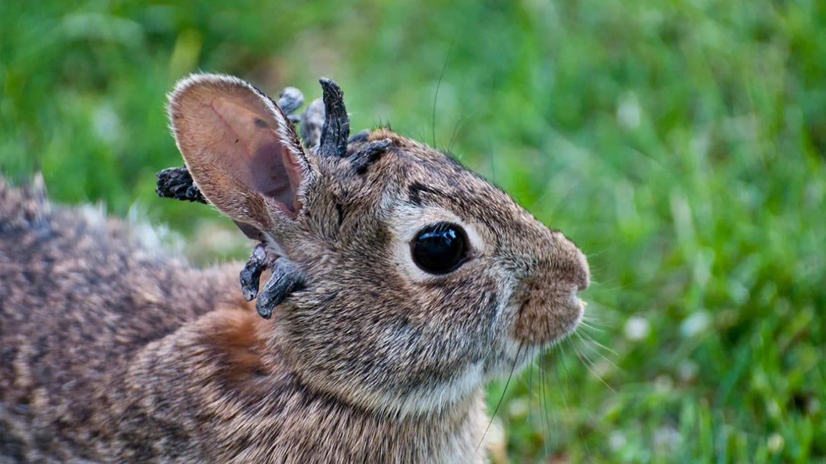 Wild rabbits spotted with strange 'horn-like' growths sprouting from their heads