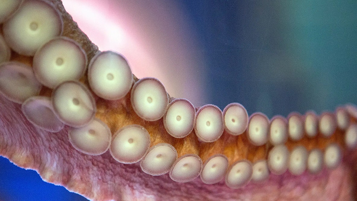 Octopus latches onto 6-year-old boy, refusing to release, mother says, showing footage of the child's injuries