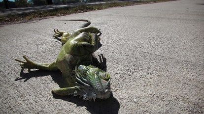 Arctic blast cold-stuns iguanas in Florida during record-setting temperature plunge