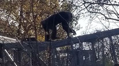 Photos: Great ape escape forces lockdown at Indiana zoo