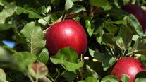 Washington's apple crop is forecast to be smaller this year