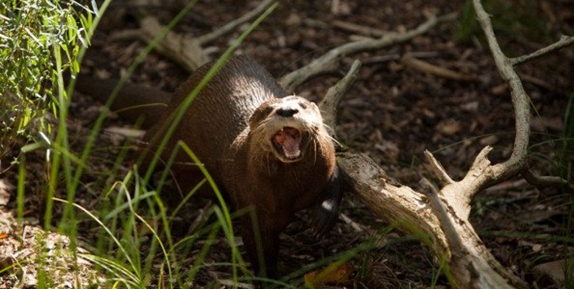 'It was very vicious and snarling:' 3rd person attacked by otter
