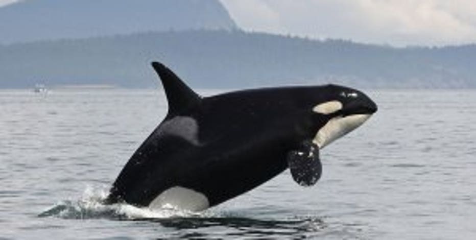 Recreational boaters to see new rules for Southern Resident killer whales