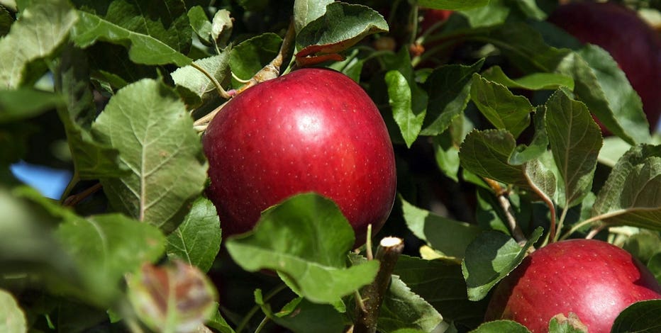 Washington's apple crop is forecast to be smaller this year