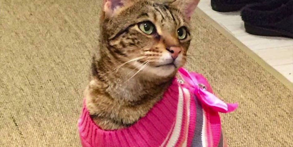Bellevue family sues city, county after 10-year-old cat cited 30 times