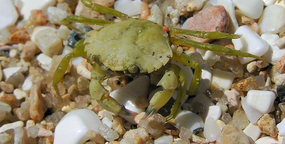 Invasive green crabs spreading along Washington coast, officials say