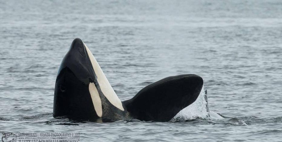 Southern Resident Killer Whale research shows unique bond between mothers, sons