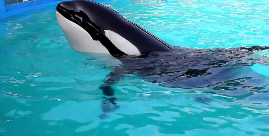 Tokitae aka Lolita dies before she was set to be transported back to Puget Sound