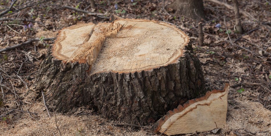 Seattle files $1.6 million suit after 150 trees cut down on public land