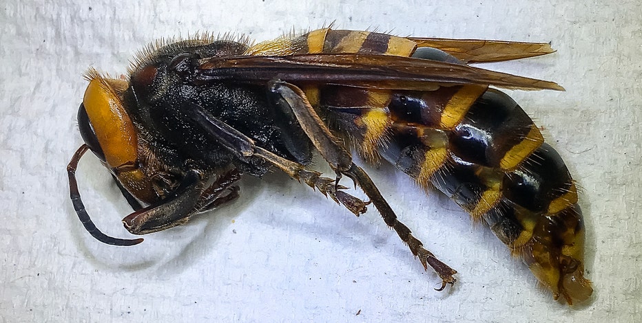 WSU researchers say invasive Asian giant hornets could spread along the West Coast