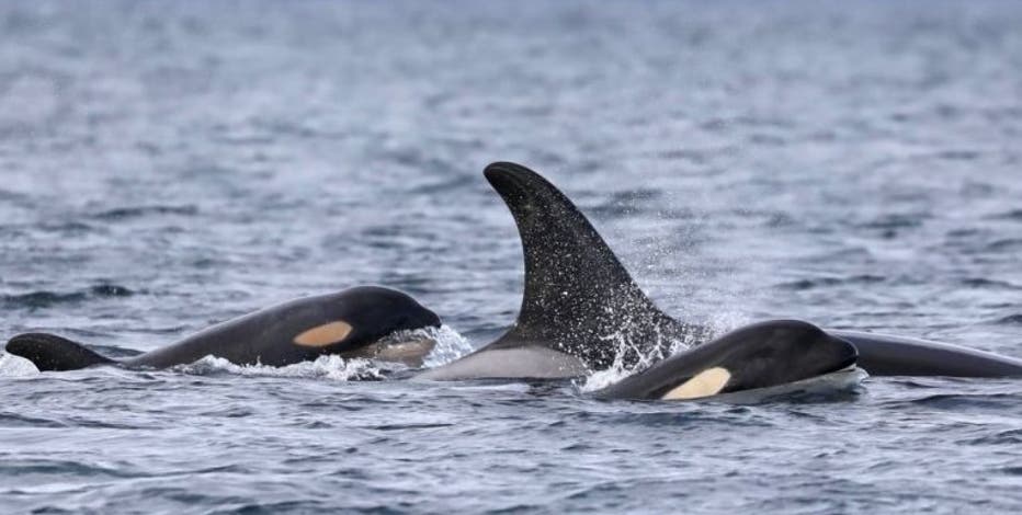 New orca offers hope, as experts race to save PNW's most iconic residents