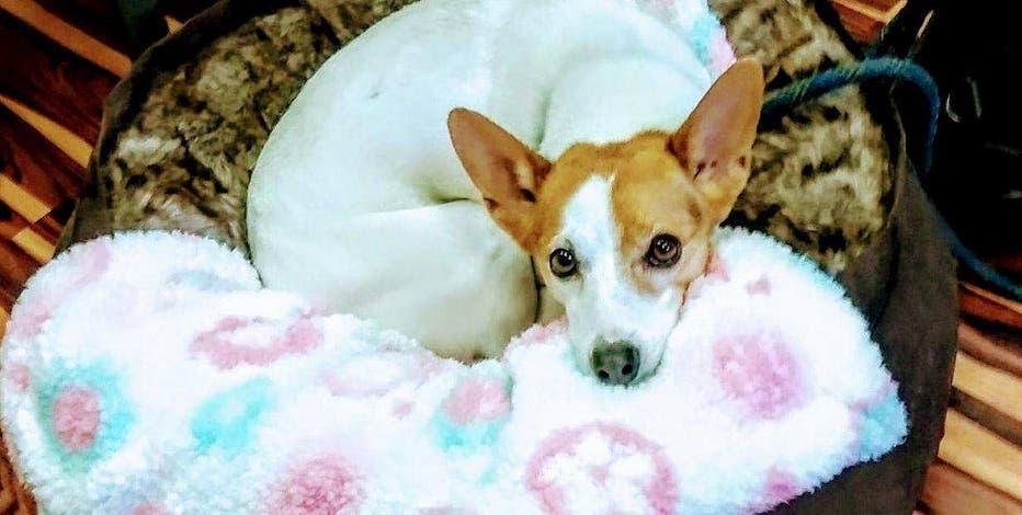Justice for Alice: Man seeks to change animal cruelty laws in Washington after dog killed by stranger