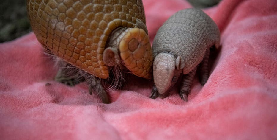 First baby armadillo born at Point Defiance in zoo's 116-year history