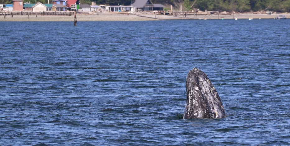 'Unprecedented:' Gray whales arriving in Washington waters earlier than normal