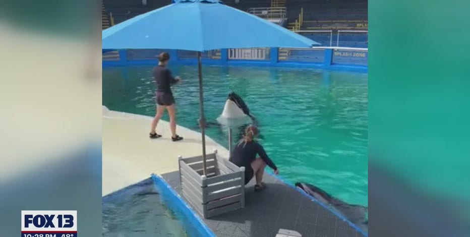 Miami Seaquarium ending shows with aging orca taken from Puget Sound