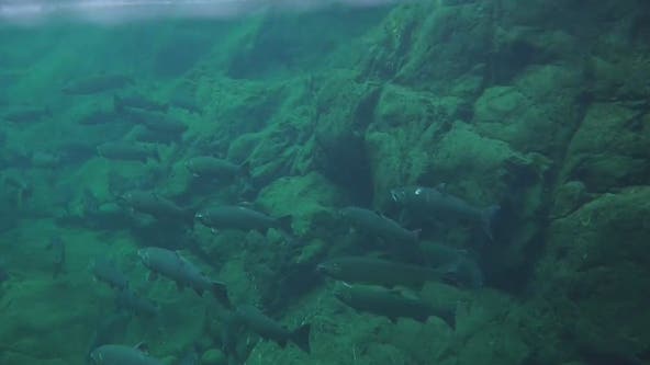 County gets $5.85M grant to restore salmon habits along Snohomish River