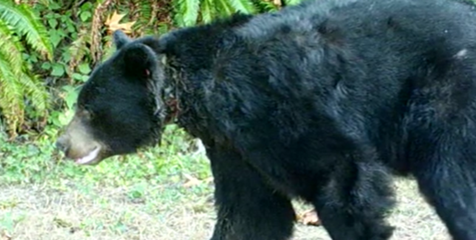 Large black bear spotted near Issaquah needs help after research collar becomes too tight