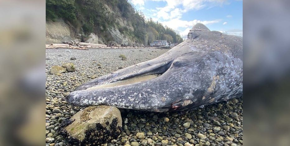 NOAA investigating gray whale washed ashore at Camano Island