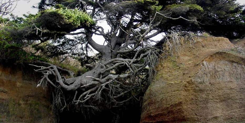 'It's the tree everyone roots for:' Washington's 'Tree of Life' clings to survival against all odds