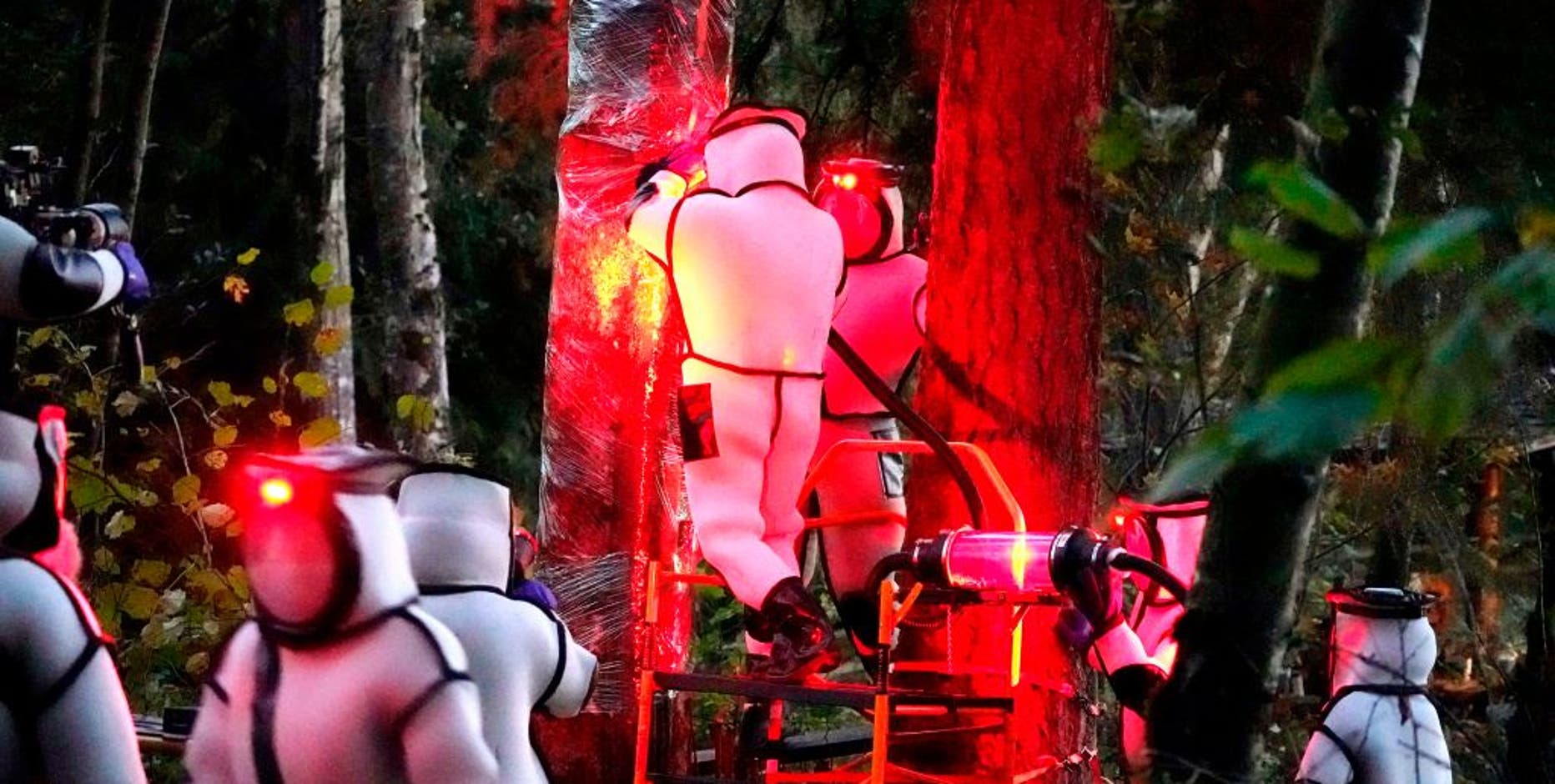 Scientists will set 1,000 traps for murder hornets this year