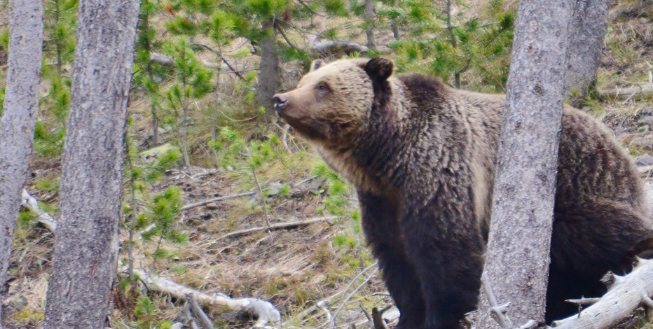Plans to restore grizzly bears in Washington has people drawing a line in the sand