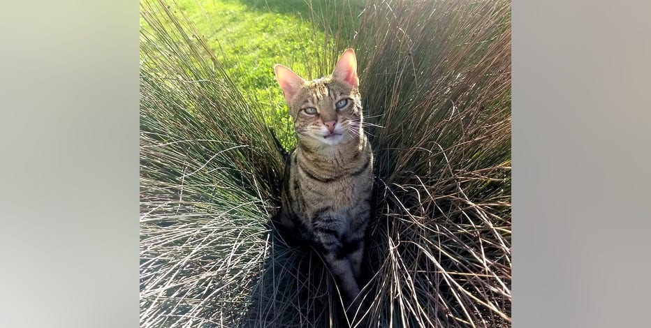 Cat accused of trespassing wins $125,000 settlement, owner calls for policy changes