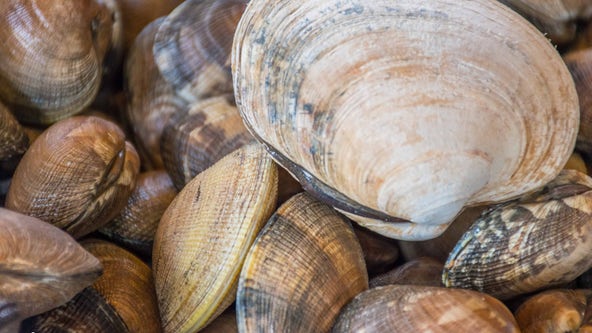 One year later: Understanding last year’s heat dome, and its toll on countless shellfish