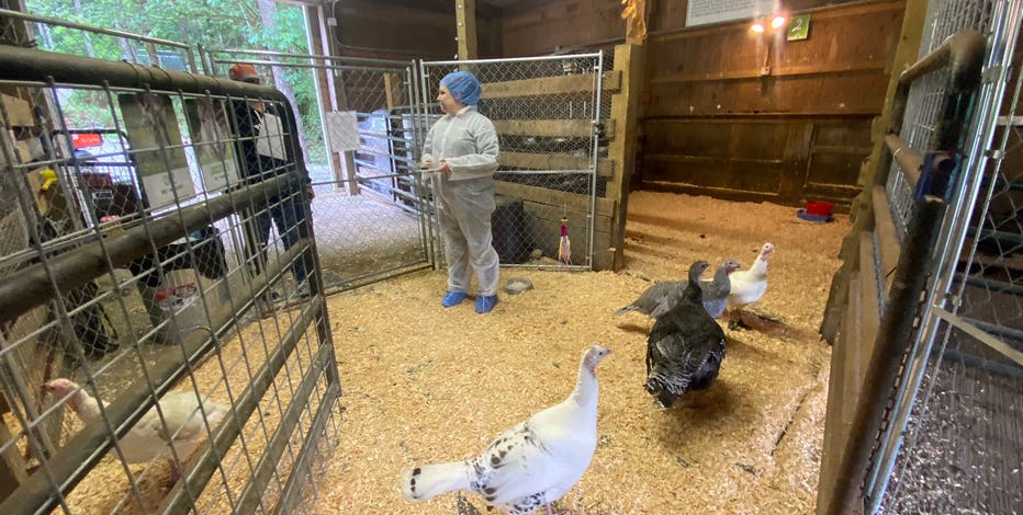 Bird flu reported in Snohomish County, local sanctuary takes precautions